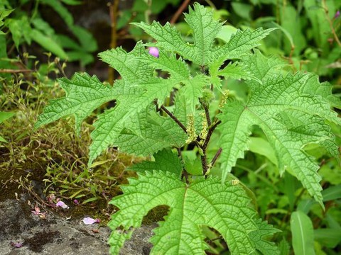 九阴真经火麻有什么用